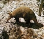 Preview: Erdferkel 25 cm