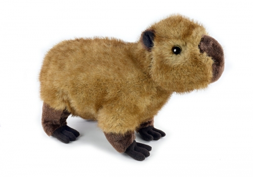 Capybara stehend