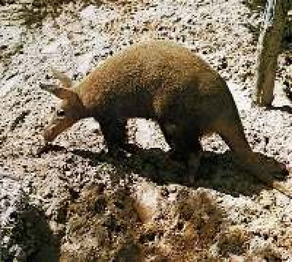 Erdferkel 25 cm